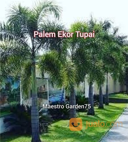 Palem Ekor Tupai Tinggi 3 Meter Batang