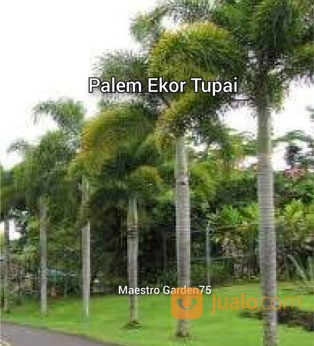 Palem Ekor Tupai Tinggi 3 Meter Batang