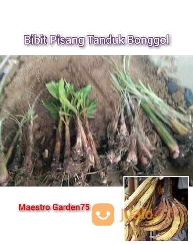 Bibit Pisang Tanduk Bonggol
