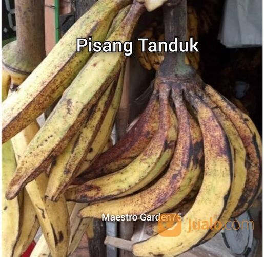Bibit Pisang Tanduk Bonggol