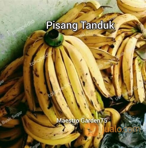 Bibit Pisang Tanduk Bonggol