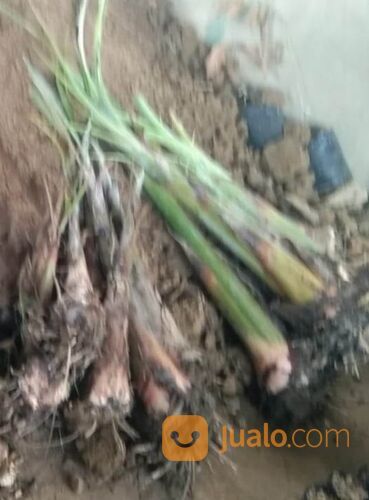 Bibit Pisang Tanduk Bonggol