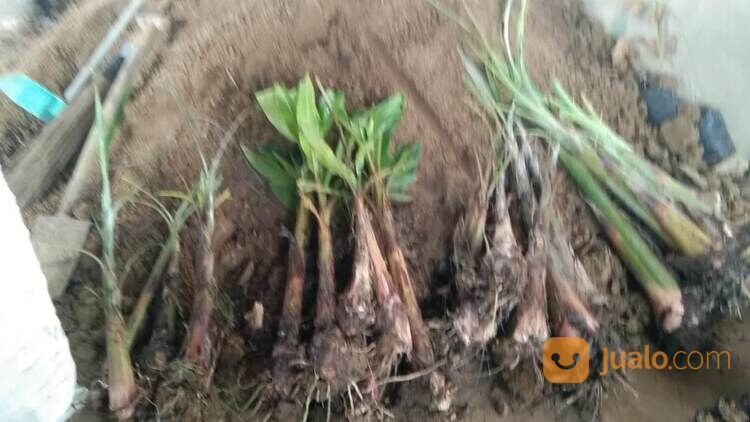 Bibit Pisang Tanduk Bonggol