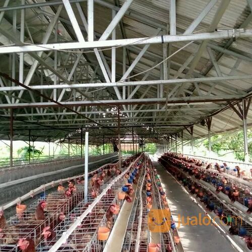 Tanah Pebayuran Bekasi ada Bangunan Peternakan Ayam Petelur Masih Aktif, Sudah Banyak Pelanggan