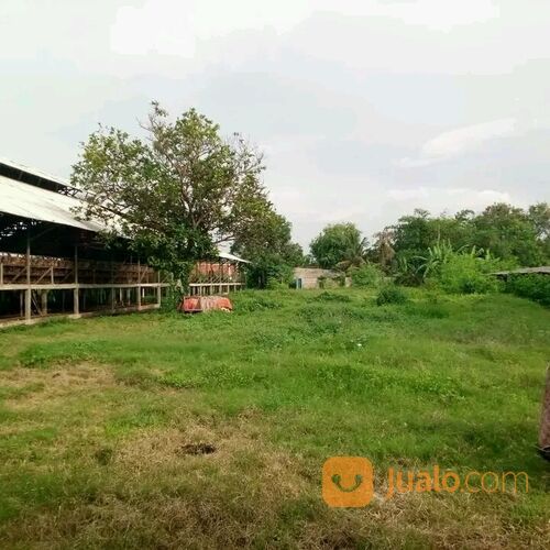 Tanah Pebayuran Bekasi ada Bangunan Peternakan Ayam Petelur Masih Aktif, Sudah Banyak Pelanggan