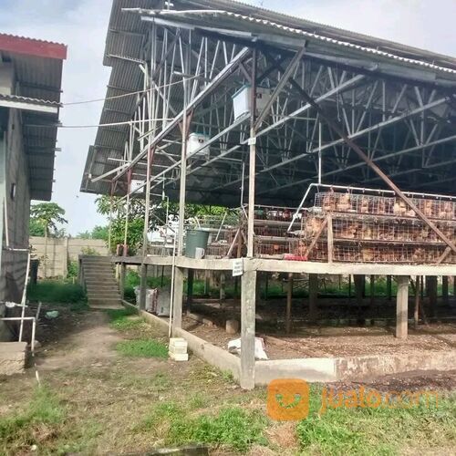 Tanah Pebayuran Bekasi ada Bangunan Peternakan Ayam Petelur Masih Aktif, Sudah Banyak Pelanggan