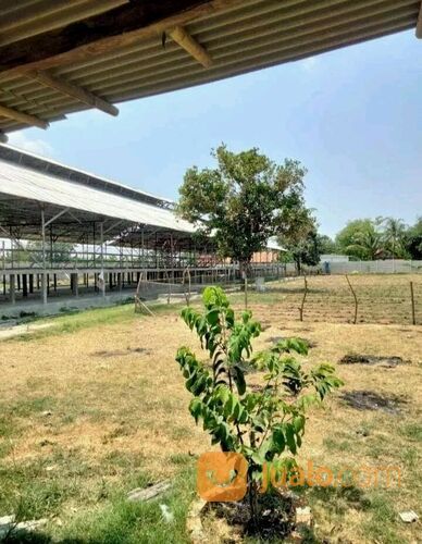 Tanah Pebayuran Bekasi ada Bangunan Peternakan Ayam Petelur Masih Aktif, Sudah Banyak Pelanggan