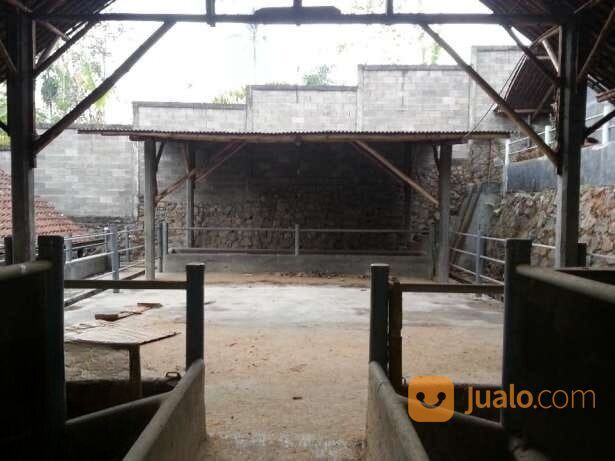 Kandang Peternakan sapi Malang Jabung siap Ngomset