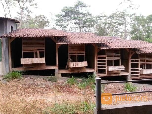 Kandang Peternakan sapi Malang Jabung siap Ngomset