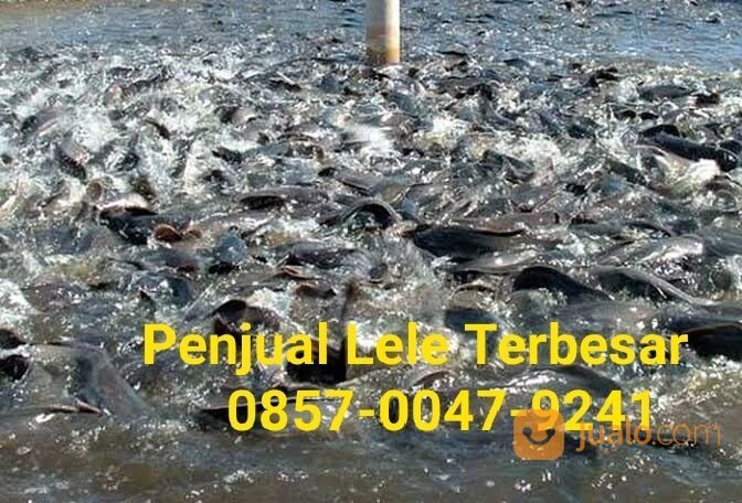 MURAH!! 0857-0047-9241, Pedagang Lele Konsumsi Murah Di Sragen,