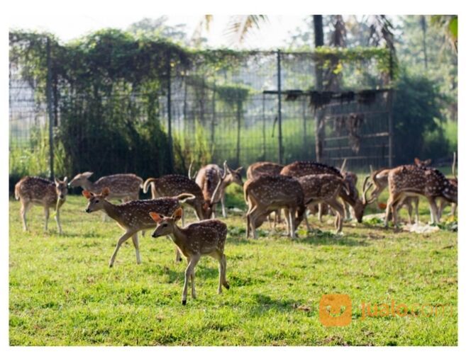 Rumah Talaga Bestari termurah tipe palem 1 dekat lion air dan tol