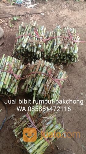 Harga Bibit Rumput Pakchong Kota Probolinggo Free Ongkir