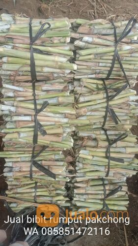 Harga Bibit Rumput Pakchong Kota Probolinggo Free Ongkir