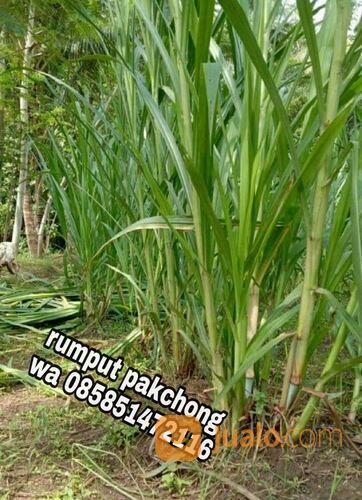 Harga Bibit Rumput Pakchong Kota Probolinggo Free Ongkir
