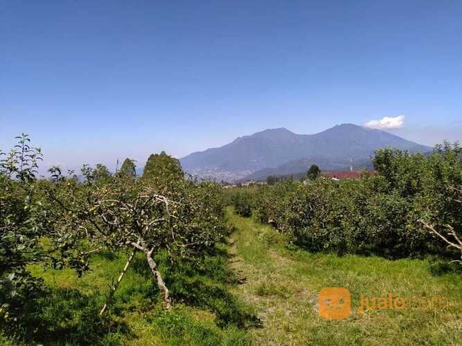 Kebun Apel dan Sayur Luas Murah Produktif di Junggo Kota Batu