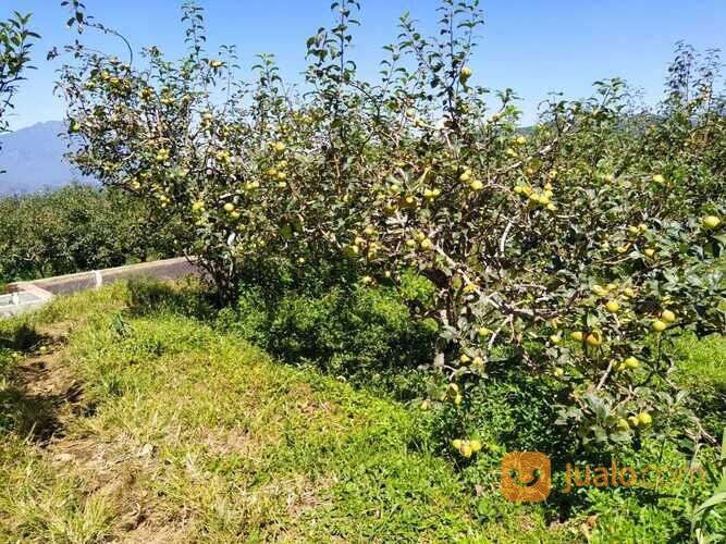 Kebun Apel dan Sayur Luas Murah Produktif di Junggo Kota Batu