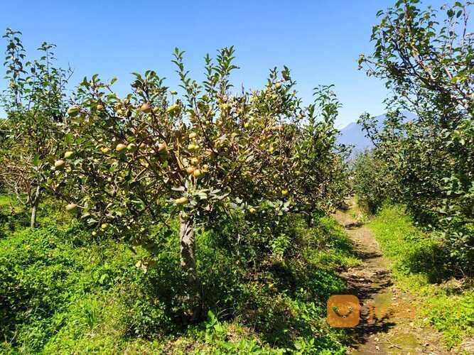 Kebun Apel dan Sayur Luas Murah Produktif di Junggo Kota Batu