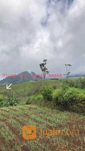 Kebun Apel dan Sayur Luas Murah Produktif di Junggo Kota Batu