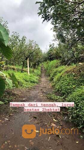 Kebun Apel dan Sayur Luas Murah Produktif di Junggo Kota Batu