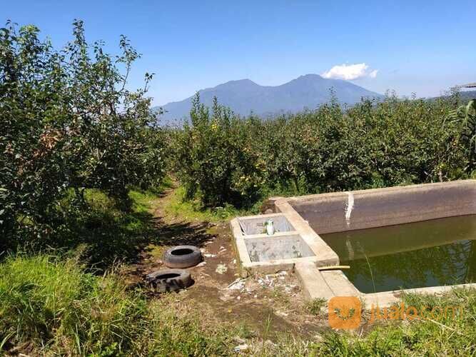 Kebun Apel dan Sayur Luas Murah Produktif di Junggo Kota Batu