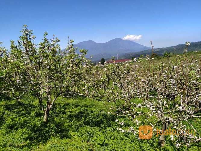 Kebun Apel dan Sayur Luas Murah Produktif di Junggo Kota Batu