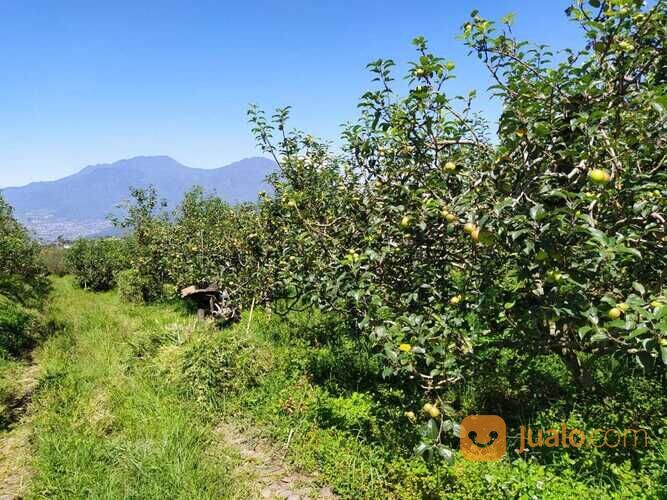Kebun Apel dan Sayur Luas Murah Produktif di Junggo Kota Batu