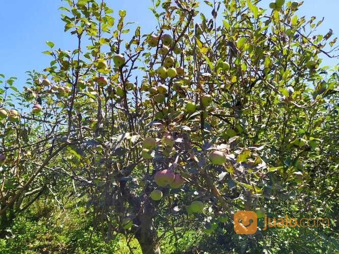Kebun Apel dan Sayur Luas Murah Produktif di Junggo Kota Batu