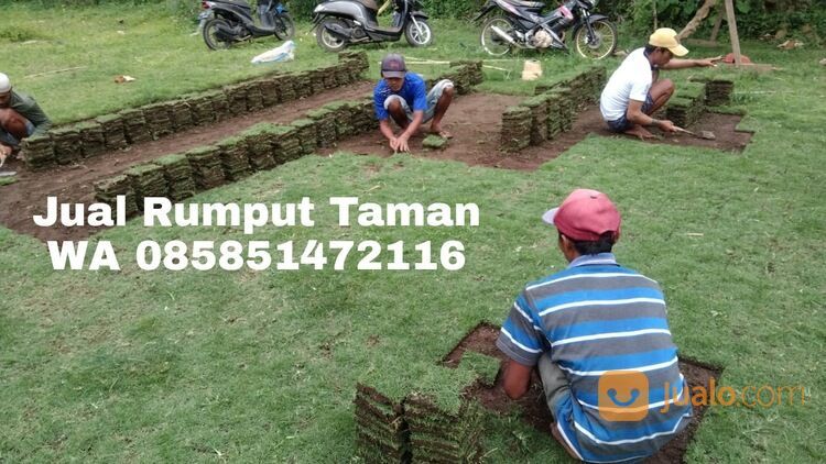 Harga Terbaru Rumput Manila Probolinggo Kota Kwalitas Terbaik