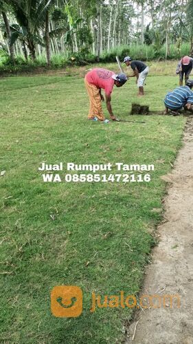 Harga Terbaru Rumput Manila Probolinggo Kota Kwalitas Terbaik