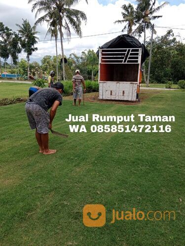 Harga Terbaru Rumput Manila Probolinggo Kota Kwalitas Terbaik