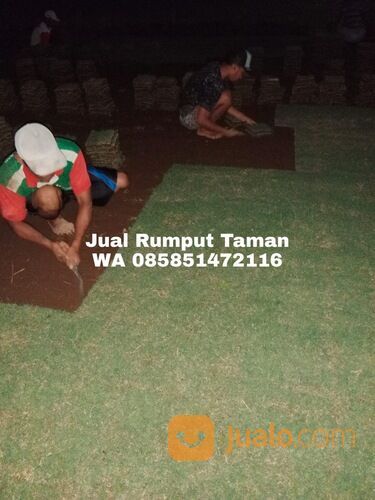 Harga Terbaru Rumput Manila Probolinggo Kota Kwalitas Terbaik