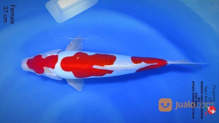 Pembudidaya Ikan Koi Terdekat di Bojonegoro 085-791-708-791 Bergaransi dan Kirim Seluruh Indonesia