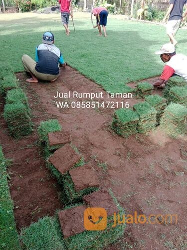 Harga Terbaru Rumput Jepang Surabaya Per M2