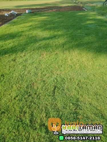 Rumput Manila Surabaya Termurah