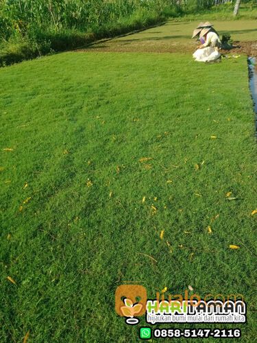 Rumput Manila Surabaya Termurah