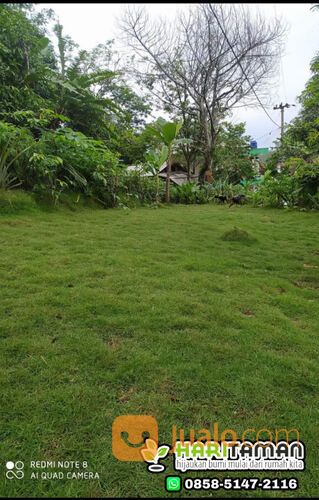 Rumput Manila Surabaya Termurah