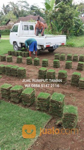 Harga Rumput Jepang Per Meter Surabaya