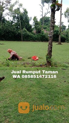 Harga Rumput Jepang Per Meter Surabaya