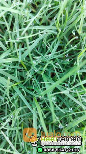 Harga Terbaru Rumput Zoysia Matrella Surabaya Kwalitas No1