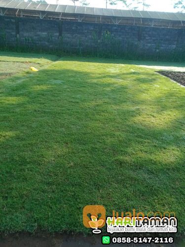 Harga Terbaru Rumput Zoysia Matrella Surabaya Kwalitas No1
