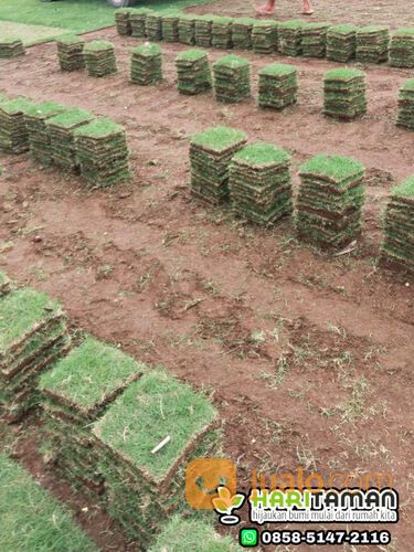Harga Terbaru Rumput Zoysia Matrella Surabaya Kwalitas No1