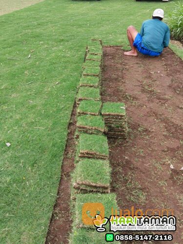 Harga Terbaru Rumput Zoysia Matrella Surabaya Kwalitas No1
