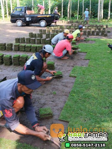Harga Terbaru Rumput Zoysia Matrella Surabaya Kwalitas No1