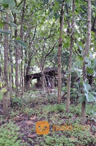TANAH LOASI CIAMIK JL RAYA DOMAS MENGANTI GRESIK