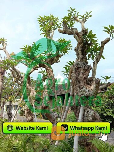 Pohon Kamboja Fosil Tertua di Kabupaten Banjarnegara