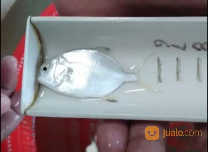 Bibit ikan bawal bintang