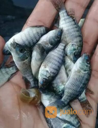 Bibit ikan nila hitam