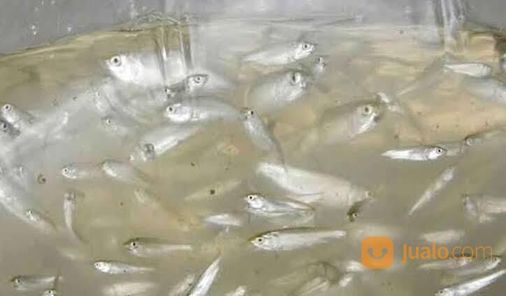 Bibit ikan bandeng