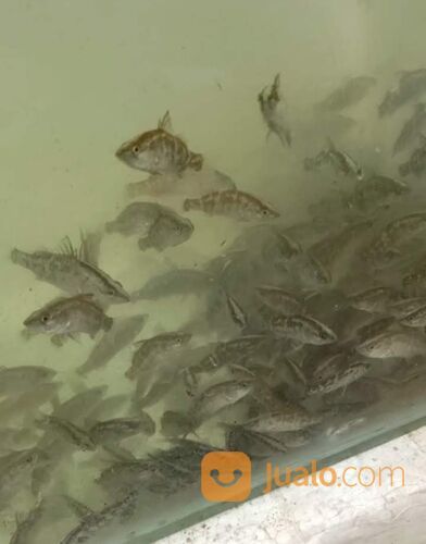 Bibit ikan kakap putih