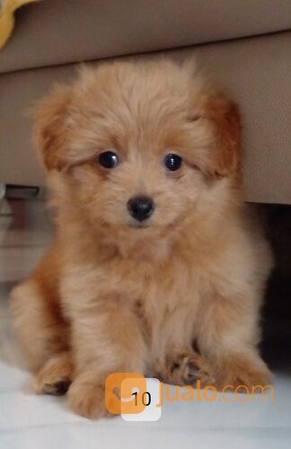 Anak anjing campuran pom poodle